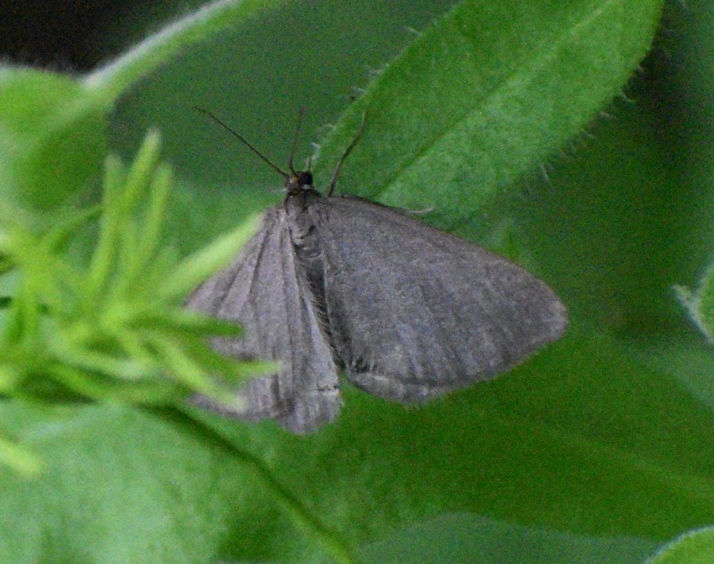 Minoa murinata (Geometridae) da confermare - Confermata